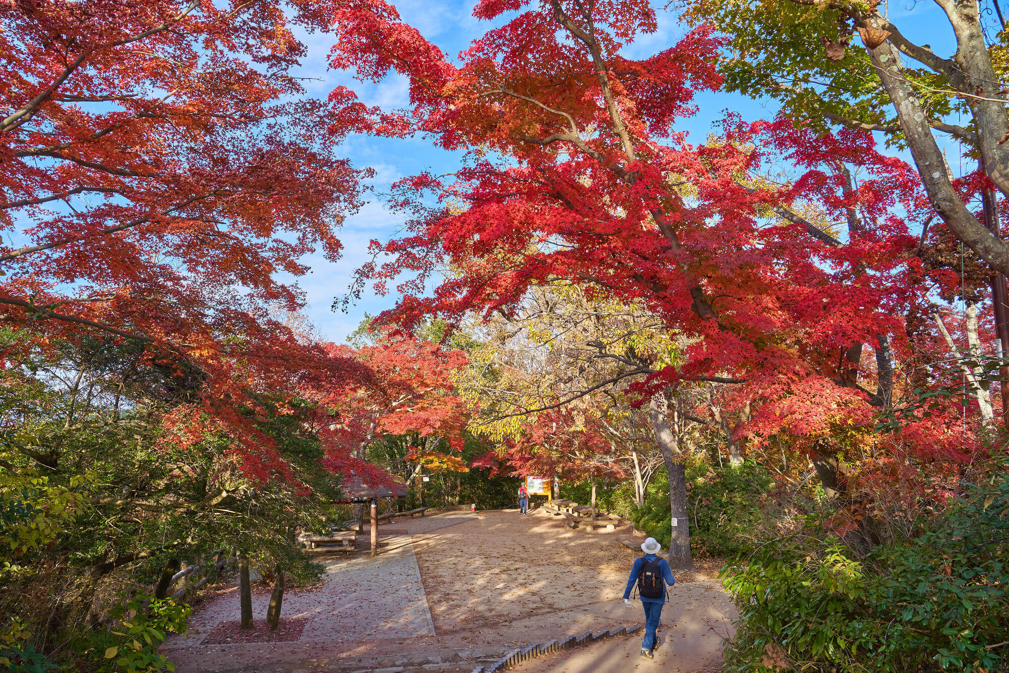 Top 10 Spots To See Japanese Leaves in Fall - Interac Network