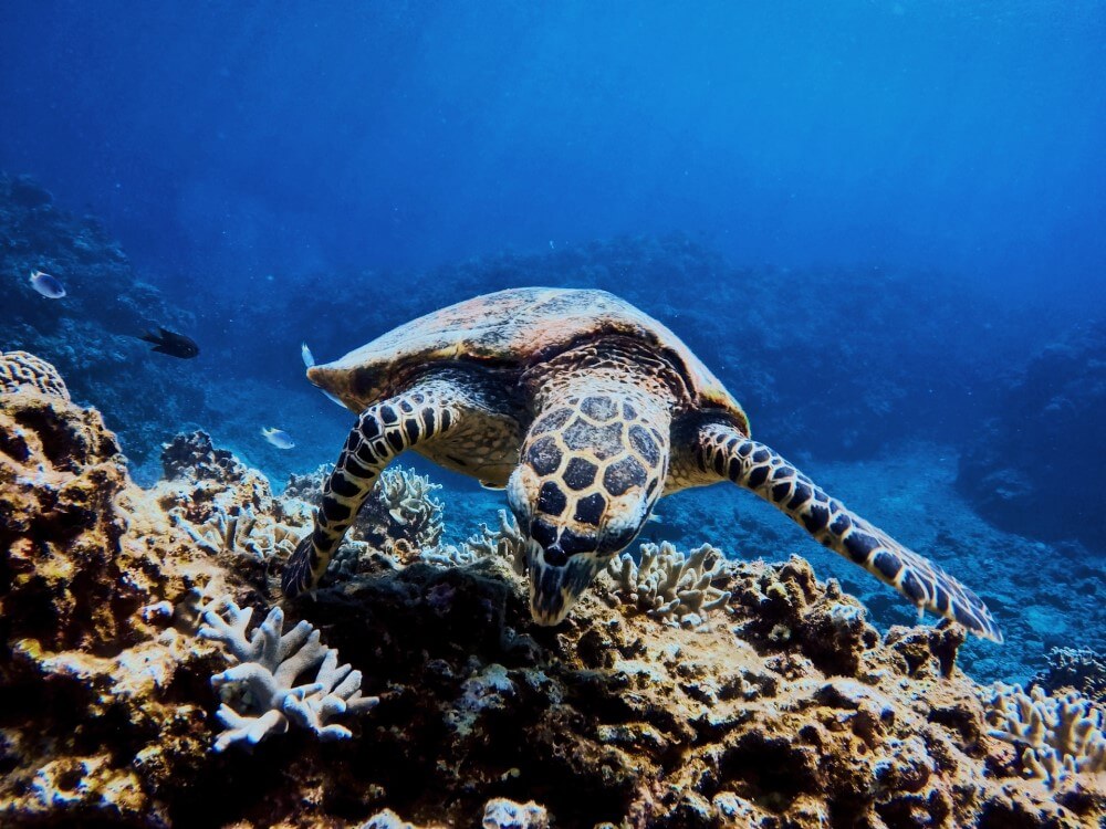 turtle swimming in okinawa national park in japan