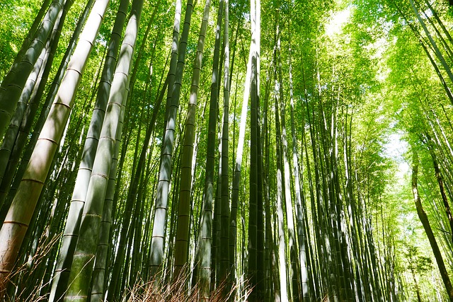 Tall stalks of bamboo in the Bamboo grove