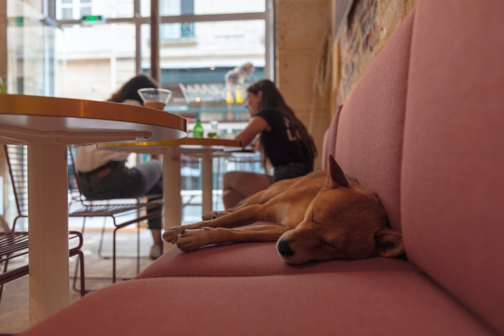 11 Guilt-Free Animal Cafés in Japan & Tokyo | 2022 Guide