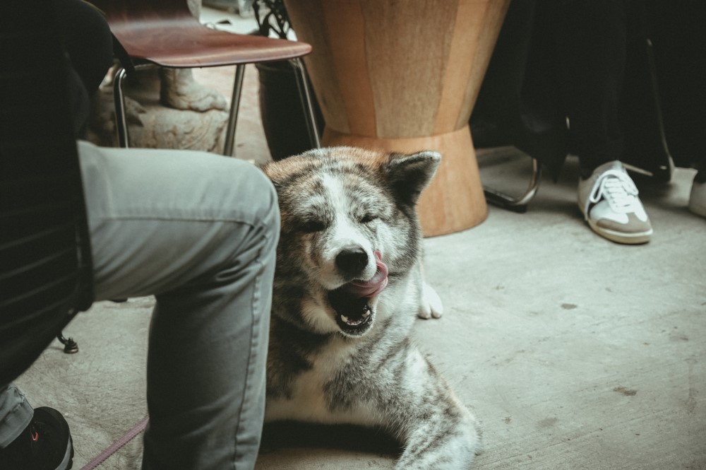 dog sitting on café floor yawning