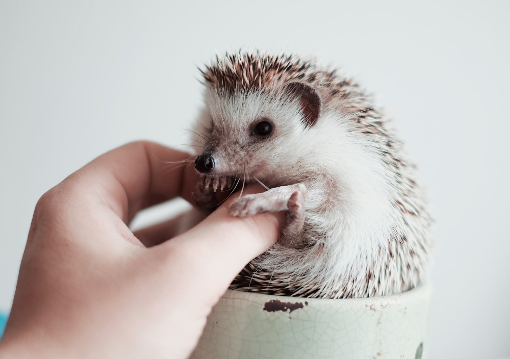 mini hedgehog in a cup being tickled