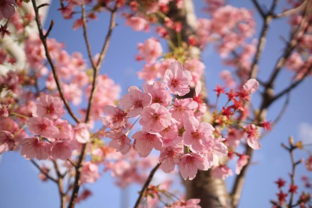 Every spring japan is covered in cherry blossoms краткий пересказ