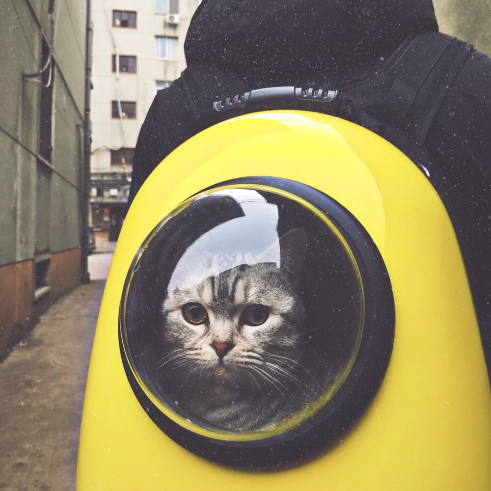 a cat in a bubble backpack