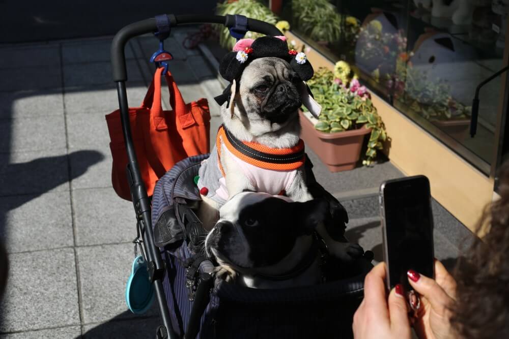a pug in a baby buggy