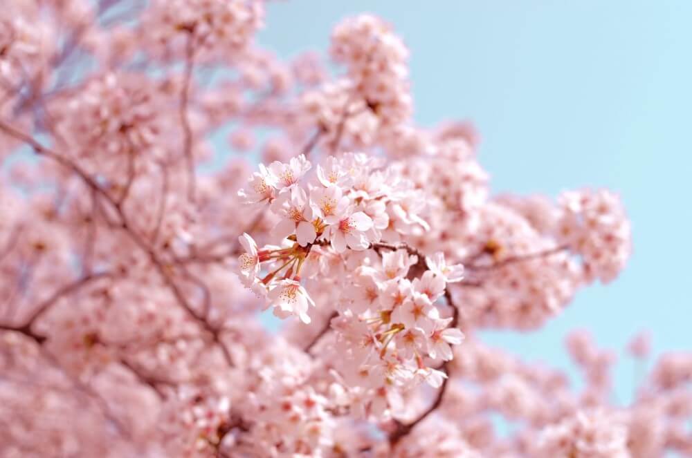 a close up of Japanese cherry blossom