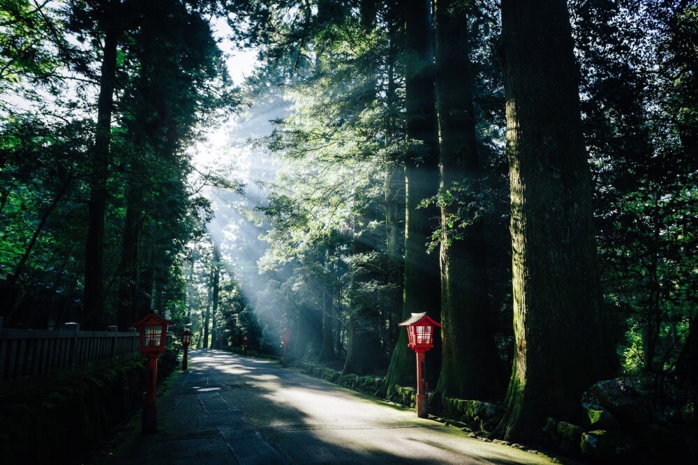 a forest in Japan with dappled sunlight